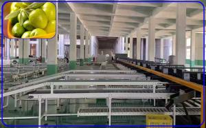 Wholesale 2 Channel Olive Fruit Grading Machine Intelligent Computer Control from china suppliers
