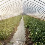 High Tunnel UV Resistant 100 150 200mic PE Plastic Sheeting Single-span