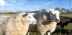 high quality horse/cattle panel fence/Galvanized Horse Sheep Iron Fencing