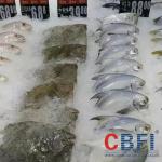 2Mm Thickness Saltwater Flake Ice Machine For Fishery Protection