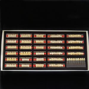 Wholesale 2 Layers Synthetic Polymer Resin Teeth Dental False Teeth Box High Strength from china suppliers