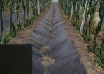 Non - Toxic Weed Barrier Agriculture Non Woven Fabric Degradable For Horticultur