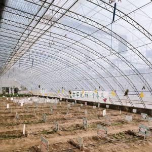 Wholesale Maximize Your Produce Yield with this Large Hydroponics Vegetable Sunlight Greenhouse from china suppliers