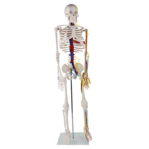 Reusable Medical Healthcare Products 85cm Anatomical Human Skeleton Model