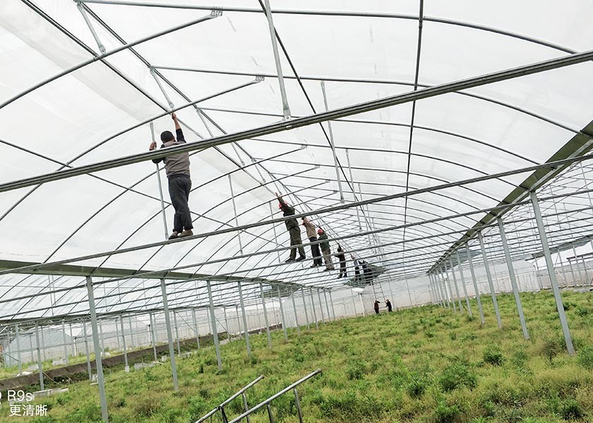 Custom Growers Solution Commercial Polytunnel Plastic Greenhouse For Island Countries