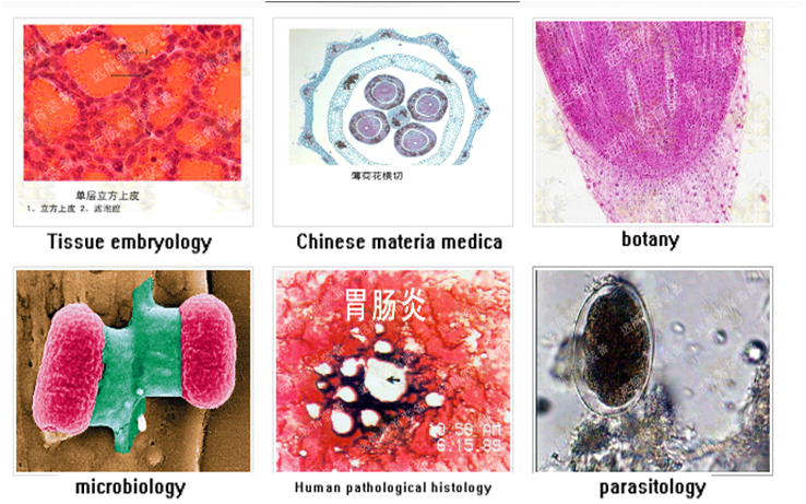 Customization Fixed 100pcs Premade Microscope Slides Medical Teaching For Lab