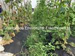 Compostable Weed Barrier Fabric