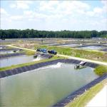 0.2mm 3mm HDPE Geomembrane for Agriculture Fish Pond Shrimp Liners Flexible