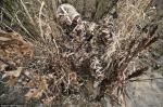 Enzyme wash Static-fre wholesale camouflage pattern cotton/polyester twill