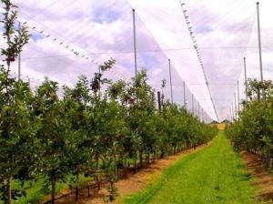 Wholesale Hdpe Raschel Knitted Anti Hail Nets / Hail Protection Net For Fruit Tree from china suppliers