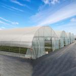 150mic PE Film Tunnel Plastic Greenhouse With Galvanized Steel Frame