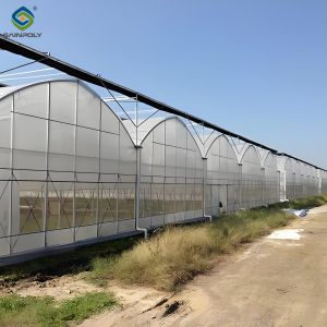 Wholesale Polycarbonate Covering Multispan Greenhouse Tomato Growing Greenhouse CE from china suppliers