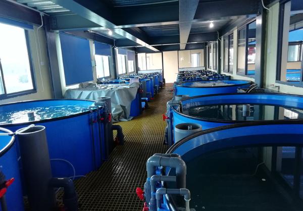 Commercial Recirculating Aquaculture System UV Sterilization Antibiotic Free