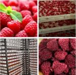 Air Energy Oven Low Energy Belt Drying Equipment In Fruit Mango Kiwi Cherry