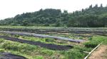 Ground Cover / Landscape Agriculture Fabric Weed Control fabric Non - Toxic