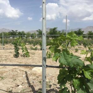 Wholesale Eco Friendly 3.5M Vineyard Trellis Stakes Low Labor Cost Weather Resistance from china suppliers