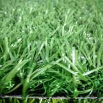 Next To Real Outdoor Synthetic Putting Green For Basketball Playground