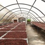 Fast Delivery 8*26 Meters Single Sun Dryer Greenhouse Food Drying Solar Dry