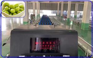 Wholesale 8 - 12 T/H Efficient Fruit Grading Machine 3 Channel For Chinese Olive from china suppliers