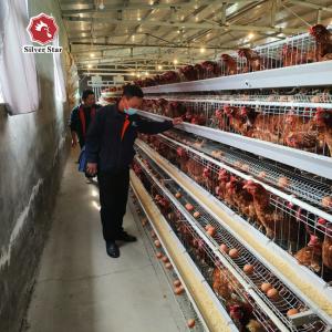 Wholesale Hot Dipped Galvanized 128 birds Chicken Egg Layer Cages A Type from china suppliers