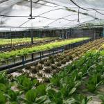 Roofing Shape Arched Roof Multi-Span Greenhouse for Temperature Controlled