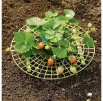 30cmx9.5cm Yellow Plastic Diy Strawberry Plant Supports