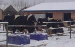 Anti Freeze Two Balls LLDPE Livestock Water Tank 85L For Cows