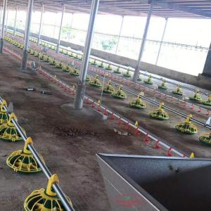 Wholesale Chicken Drinking Automatic Pan Feeding System For Poultry Farming Equipment from china suppliers