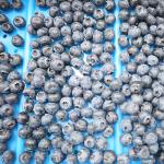 380V / 50Hz Automatic Blueberry Sorting Machine With 99.9% Accuracy