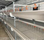 Poultry Cage Broiler Farm Equipment Automatic Battery Cages System For Broiler