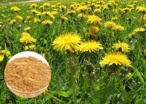 China Powerful Antioxidant Natural Dietary Supplements Brown Dandelion Root Extract Powder on sale