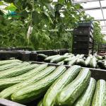 Customized Indoor Vertical Soilless Hydroponic System For Cucumber