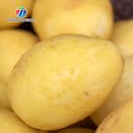 1500KG/H Sweet potato cleaning and peeling machine manufacturers supply brush