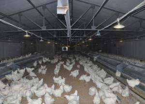 Wholesale 16 Holes Broiler Breeder Egg Nest Collection System 610mm Height from china suppliers
