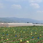Multispan Plastic Film Tunnel Greenhouse With Vertical Farming Hydroponics