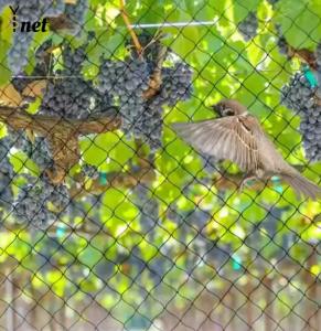 Wholesale Heavy Duty Bird Proof Net 3cm / 5cm / 7cm / 10cm HDPE Anti Bird Net from china suppliers