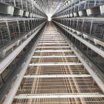 H Type Automatic Layer Cage System , 450cm2/Bird Q235 4 Tier Chicken Cage