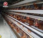 43*41*41cm Per Door Size A Type Battery Cage Poultry Farming
