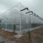 Sunlight Greenhouse for Capsicum Planting Advanced Vegetables Cultivation Method