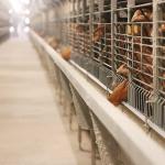 High Performance Pyramid Chicken Cage , Automatic Poultry Feeding Equipment