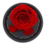 Dried Beauty And The Beast Red Rose In Glass Gift Suitable For Decor Purposes