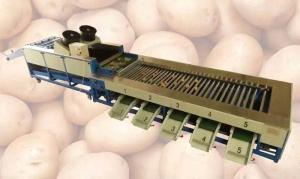 Wholesale Integrated Type Automatic Potato Cleaning and Grader Line from china suppliers