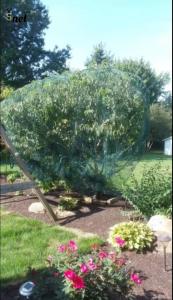 Wholesale Customized Bird Proof Net Green Reusable Bird Netting Anti UV For Garden Protection from china suppliers