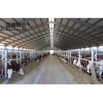 Steel Structure Cowshed Dairy Farm Pig/Sheep/Goat Farm House Cow Shed with
