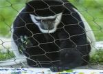 Knotted Type 1.5mm Rope Diameter SS304 Stainless Steel Wire Rope Net For Animal