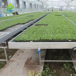 30*60mm Steel Mesh Commercial Greenhouse Tables Seedbed Nursery Rolling Benches