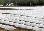 Non Woven Biodegradable Fabric / PP Spunbond Fabric Banana Bags With 4% UV