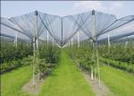 Plant Anti Hail Nets / Agriculture net With UV Protection , Dark Green