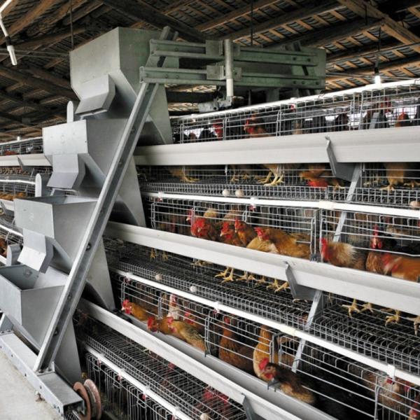 The Laying Hens Are Housed In Hot Galvanized Battery Cages Within The Poultry