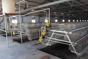 Wholesale Battery Pullet Baby Chick Cage Q235 Day Old 4Tiers from china suppliers
